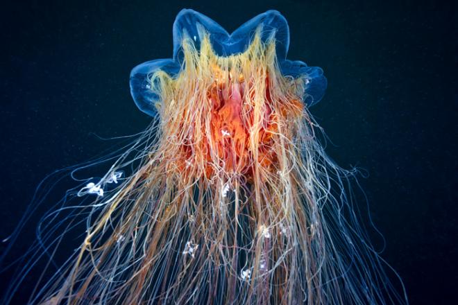 Cyanea capillata